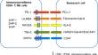 Inhibitory immune checkpoints suppress the surveillance of senescent cells promoting their accumulation with aging and in age-related diseases.