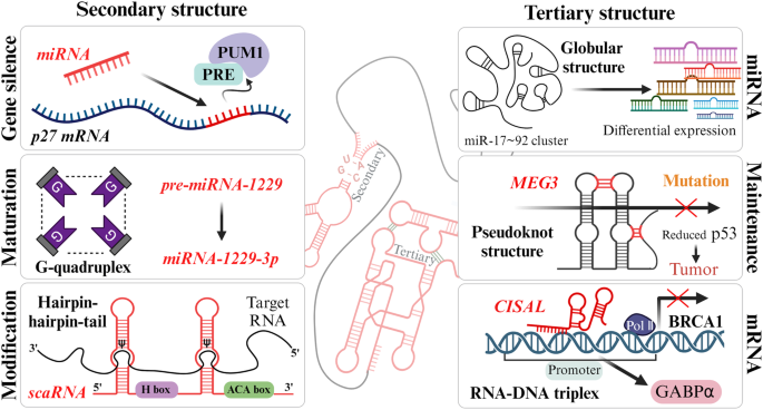 Molecular insights into regulatory RNAs in the cellular machinery