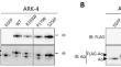 The PPP2R1A cancer hotspot mutant p.R183W increases clofarabine resistance in uterine serous carcinoma cells by a gain-of-function mechanism.