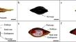 Classification of dormancy types and breakout conditions in Reynoutria sachalinensis exhibiting seed dormancy polymorphism