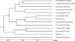 Paternal Inheritance of Mitochondrial DNA May Lead to Dioecy in Conifers.