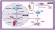 Unraveling the miRNA Puzzle in Atherosclerosis: Revolutionizing Diagnosis, Prognosis, and Therapeutic Approaches.