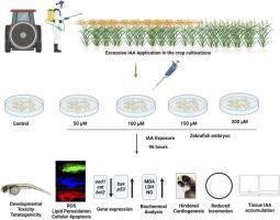 Indole-3-acetic acid induced cardiogenesis impairment in in-vivo zebrafish via oxidative stress and downregulation of cardiac morphogenic factors