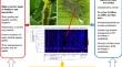 Aphid adaptation in a changing environment through their bacterial endosymbionts: an overview, including a new major cereal pest (Rhopalosiphum maidis (Fitch) scenario