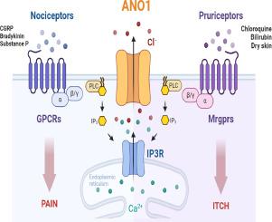 Anoctamin 1, a multi-modal player in pain and itch