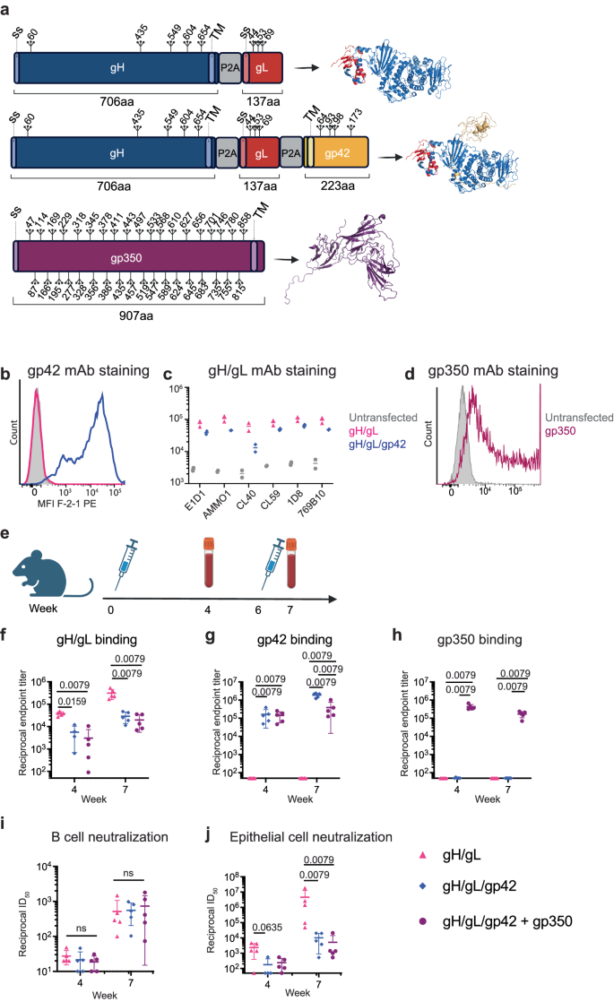 A gH/gL-encoding replicon vaccine elicits neutralizing antibodies that protect humanized mice against EBV challenge.