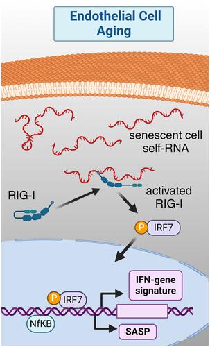 A new gene signature for endothelial senescence identifies self-RNA sensing by retinoic acid-inducible gene I as a molecular facilitator of vascular aging