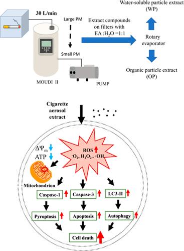 Exploring the Cellular Impact of Size-Segregated Cigarette Aerosols: Insights into Indoor Particulate Matter Toxicity and Potential Therapeutic Interventions