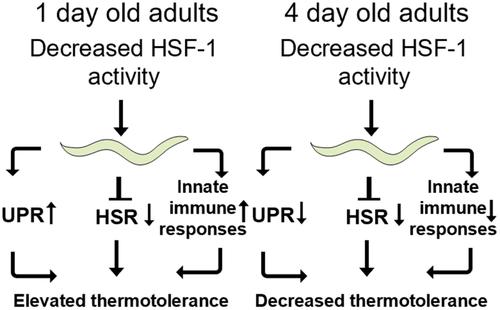 Age-dependent heat shock hormesis to HSF-1 deficiency suggests a compensatory mechanism mediated by the unfolded protein response and innate immunity in young Caenorhabditis elegans