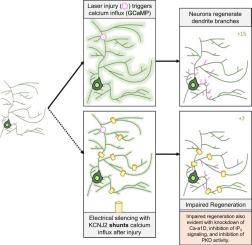 Calcium plays an essential role in early-stage dendrite injury detection and regeneration