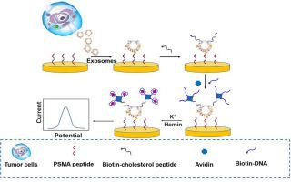 Peptide-based electrochemical detection of prostate cancer-derived exosomes using a dual signal amplification strategy