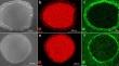 Two closed-loop nickel-based catalysts for use in alkaline water electrolysis under industrial conditions