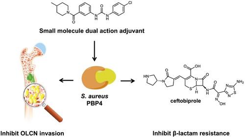 Development of phenyl-urea-based small molecules that target penicillin-binding protein 4