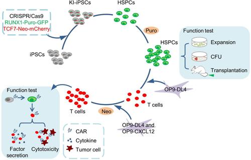 Optimizing in vitro T cell differentiation by using induced pluripotent stem cells with GFP-RUNX1 and mCherry-TCF7 labelling