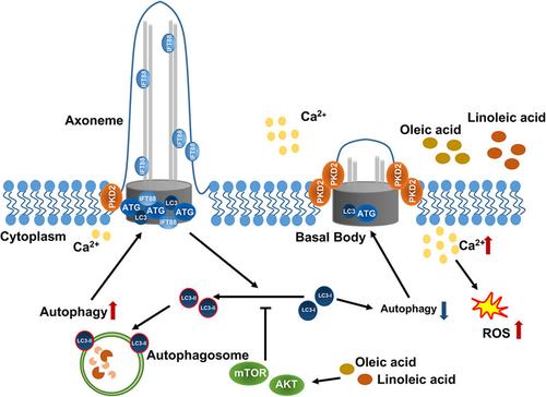 Oleic and linoleic acids induce oxidative stress in chondrocytes by inhibiting autophagy-regulated ciliogenesis