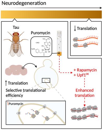 Pathogenic tau induces an adaptive elevation in mRNA translation rate at early stages of disease