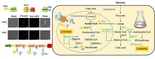 Dual-Regulation in Peroxisome and Cytoplasm toward Efficient Limonene Biosynthesis with <i>Rhodotorula toruloides</i>.