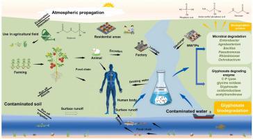 Physiological response and molecular mechanism of glyphosate degradation by Pseudomonas alcaligenes Z1–1