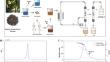 Structural elucidation a complex galactosyl and glucosyl-rich pectin from the pericarp of immature fruits of Juglans mandshurica Maxim.