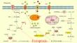 The Role of Ferroptosis in Amyotrophic Lateral Sclerosis Treatment.