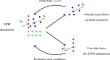 Modeling failure of hyperelastic solids interacting with fluids