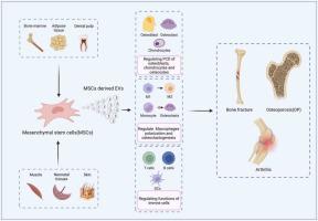 Mesenchymal stem cell–derived extracellular vesicles: A novel nanoimmunoregulatory tool in musculoskeletal diseases