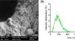 Unveiling the toxicological impact of yeast vacuoles in Daphnia