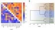 Exploratory Assessment of Interunit Dominance Relationships in a Rwenzori colobus (Colobus angolensis ruwenzorii) Multilevel Society: The Importance of Social Network Position