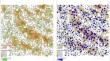 Speeding up estimation of spatially varying coefficients models