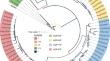 Comprehensive Analysis of the Aquaporin Genes in Eucalyptus grandis Suggests Potential Targets for Drought Stress Tolerance