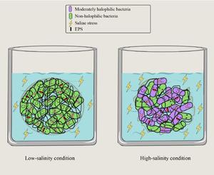 Resistance to salt stresses by aerobic granular sludge: sludge property and microbial community