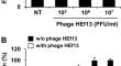 Enterococcus Phage vB_EfaS_HEf13 as an Anti-Biofilm Agent Against Enterococcus faecalis.