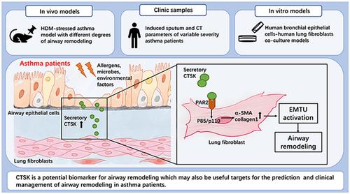 Airway epithelial overexpressed cathepsin K induces airway remodelling through epithelial–mesenchymal trophic unit activation in asthma