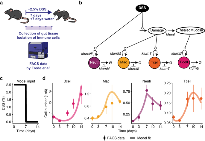 Longitudinal single-cell data informs deterministic modelling of inflammatory bowel disease.