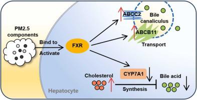 Fine particulate matter disrupts bile acid homeostasis in hepatocytes via binding to and activating farnesoid X receptor