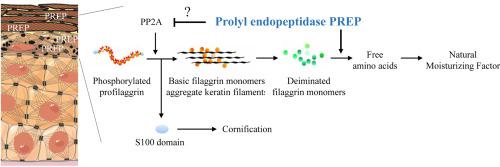 Prolyl Endopeptidase Is Involved in Filaggrinolysis and Cornification