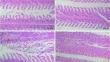 Silybin attenuates avermectin-induced oxidative damage in carp respiration by modulating the cGAS-STING pathway and endoplasmic reticulum stress.