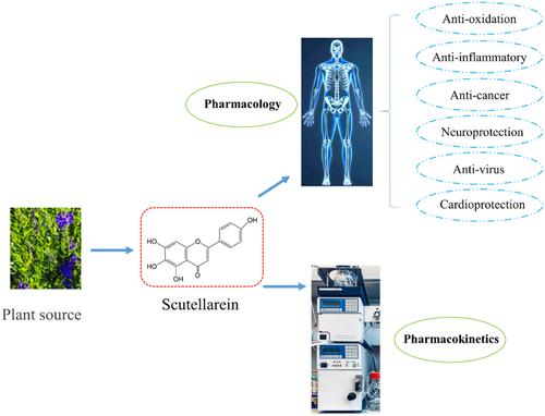 Review on the pharmacological effects and pharmacokinetics of scutellarein