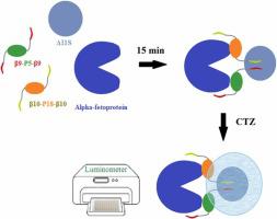 Nanobody-enhanced split-luciferase technology for innovative detection of the liver cancer biomarker alpha-fetoprotein