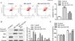 LINC-p21 Regulates Pancreatic β-Cell Function in Type 2 Diabetes Mellitus.