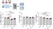 Evaluation of the effects of the Zika Virus-Immunoglobulin G<sup>+</sup> complex on murine microglial cells.