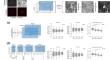 Quantitative analysis of fibrillar collagen organization in the immediate proximity of embedded fibroblasts in 3D collagen hydrogels