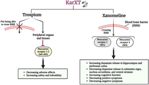 Current Findings and Potential Mechanisms of KarXT (Xanomeline-Trospium) in Schizophrenia Treatment.