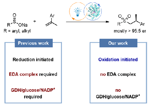 Chiral Sulfones via Single-Electron Oxidation-Initiated Photoenzymatic Catalysis