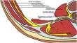 Pharmacologic Analgesia for Cesarean Section: An Update in 2024.