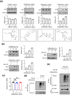 Ceftazidime is a potential drug to inhibit cell proliferation by increasing cellular p27