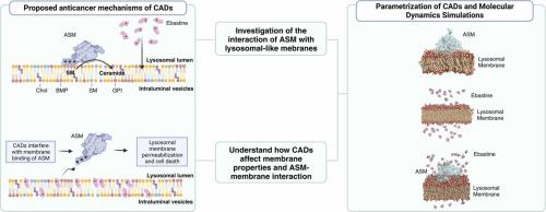 Acidic sphingomyelinase interactions with lysosomal membranes and cation amphiphilic drugs: A molecular dynamics investigation