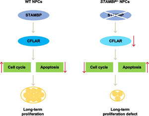 STAMBP is Required for Long-Term Maintenance of Neural Progenitor Cells Derived from hESCs.