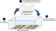 Effects of material type and surface roughness of settlement tiles on macroalgal colonisation and early coral recruitment success