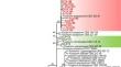 Phylogeny, distribution, and pathogenicity of fusarioid fungi associated with chickpea wilt in Sinaloa and Sonora, Mexico